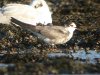 Black Tern at Southend Seafront (Steve Arlow) (98957 bytes) Black Tern at Southend Seafront (Steve Arlow) (98957 bytes)